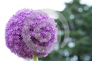 Purple Sensation Allium in bloom