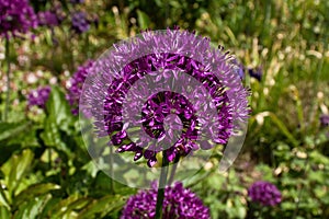 Purple Sensation, allium, flower in German garden