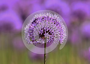 Purple Allium Flower Wallpaper