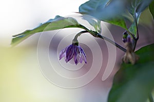 Purple serrano pepper flower with green foliage