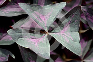 Purple Shamrock (Oxalis regnellii atropurpurea)