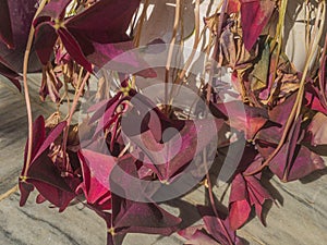 Purple Shamrock plant leaves drying and entering in a dormancy