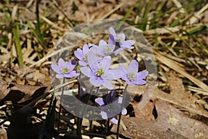 Purple Sharp-Lobed Hepatica Hepatica acutiloba in Wisconsin early spring