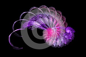 Purple Shell Fractal