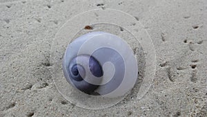 Purple Shell from Purple Sea Snail on Sand Beach during Sunrise on Koh Samui Island, Thailand.