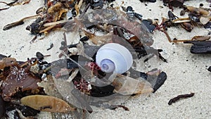 Purple Shell from Purple Sea Snail on Sand Beach during Sunrise on Koh Samui Island, Thailand.