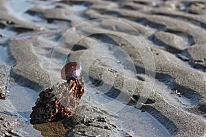 Purple shell on a relaxing rippled sand beach