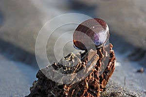 Purple shell on a relaxing rippled sand beach