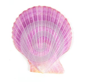 purple shell see pectinidae on the white