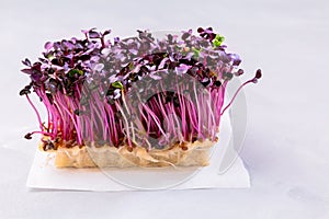 Purple Shiso Cress on grey background