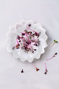 Purple Shiso Cress on grey background