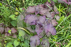 Purple shiso, Japanese herb