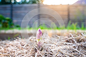 Purple shoot of asparagus sprouted in the vegetable garden, close-up. The beginning of the growth of asparagus in the spring, the