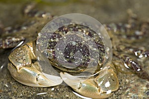 Purple shore crab