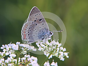 The purple-shot copper butterfly on beacked chervil flowers on green background.