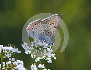 Purple-shot copper butterfly on the beacked chervil flowers on green background.