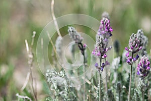 Purple Showy Locoweed Flower