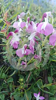 Purple shurb flower in outdoor