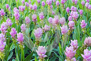 Purple Siam Tulip or Curcuma alismatifolia blossom