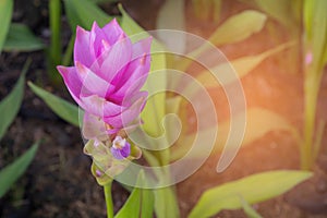 Purple siam tulip field in public park