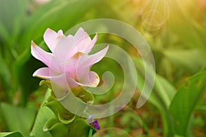 Purple siam tulip flower Curcuma alismatifolia.