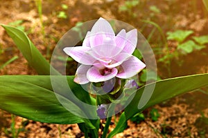 Purple siam tulip flower Curcuma alismatifolia .
