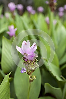 Purple siam tulip flower garden