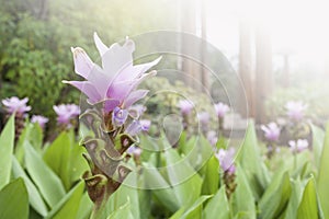 Purple Siam tulip flower garden from the park in northern Thailand
