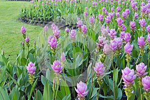 Purple Siam Tulip in garden