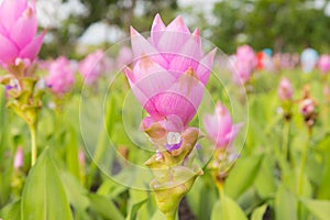 Purple Siam Tulip in natural park of thailand