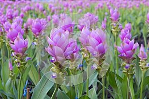 Purple Siam Tulip in park of Thailand