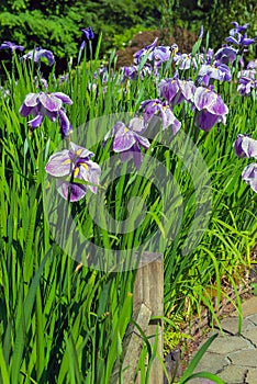 Purple Siberian Irises in Bloom along Garden Path