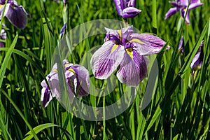Purple Siberian Irises in Bloom background