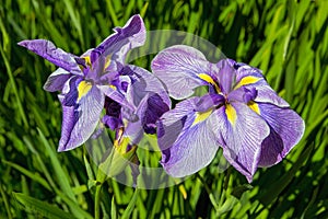 Purple Siberian Irises in Bloom Closeup