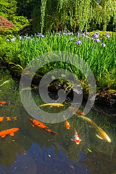 Purple Siberian Irises in Bloom by Koi Pond