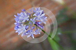 Purple Siberian squill