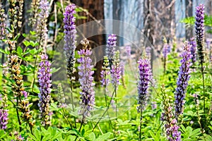 Purple Silver lupine Lupinus albifrons wildflowers