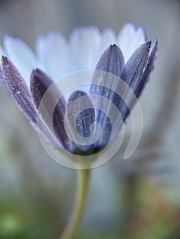 Purple single dasiy flower plant with water droplets and waterdrop blur background d