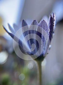 Purple single dasiy flower plant with water droplets and waterdrop side view blur background d