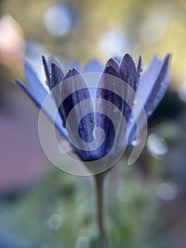 Purple single dasiy flower plant with water droplets and waterdrop side view blur background d