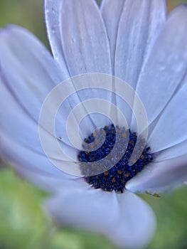 Purple single dasiy flower plant with water droplets and waterdrop top view blur background d