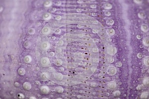 Purple skeleton pattern of Sea urchin. Close up of Disambiguatio as background. Closeup background of skeletons of shell in shades