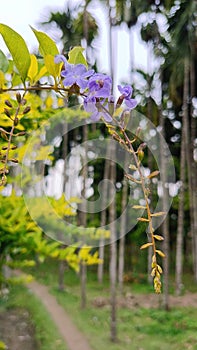 The purple sky flower in udalguri of Assam photo