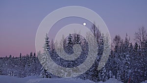 Purple Sky, Moon and Pinetrees in Swedish winter landscape of Are, Jamtland