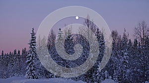 Purple Sky, Moon and Pinetrees in Swedish winter landscape of Are, Jamtland