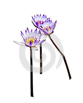 Purple sleeping lotus (lotus) and white background