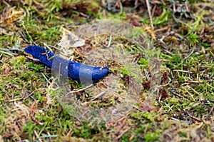 Purple slug in nature. Slug in the habitat