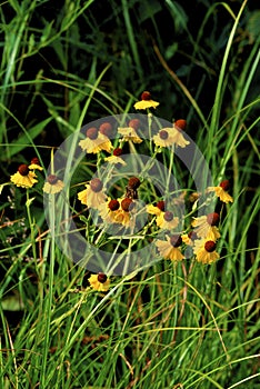 Purple Sneezeweed   55724