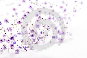 Purple soaproot flowers photo