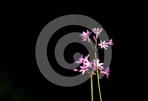 Purple society garlic Tulbaghia violacea bloom isolated with b photo